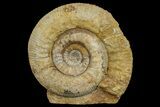 Jurassic Ammonite (Stephanoceras) Fossil - England #171261-1